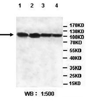 ATHL1 Rabbit Polyclonal Antibody