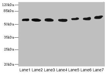 ATL2 Antibody