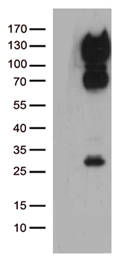 YME1L1 Antibody