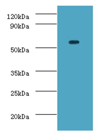 DDX19A Antibody (HRP)