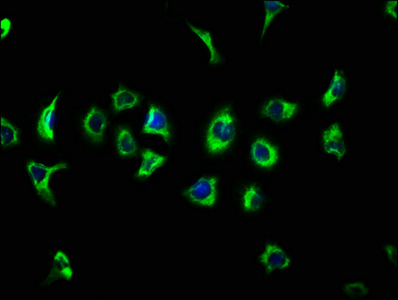 ATP13A2 Antibody