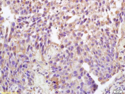 Phospho-ATP1A1 (Tyr10) Rabbit Polyclonal Antibody