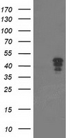 ATP6V1F Antibody