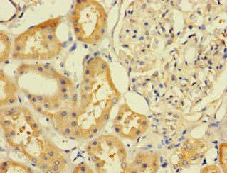 ATP6V1G2 Antibody