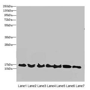 ATP6V1G2 Antibody