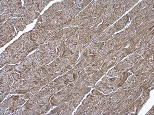 ATP6V1H Rabbit Polyclonal Antibody