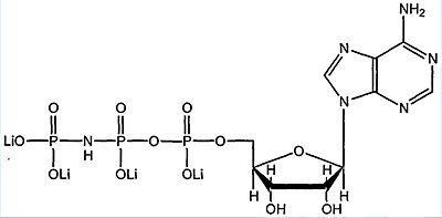 ATPγS-30 %