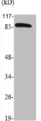 ATRIP Antibody