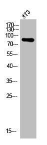 ATRIP Antibody