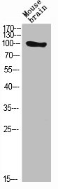 ATXN1 Antibody