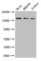 ATXN2 Antibody