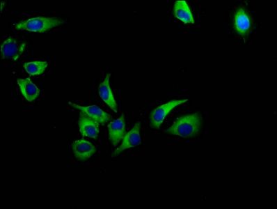 AVPR1A Antibody