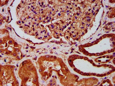AVPR1A Antibody