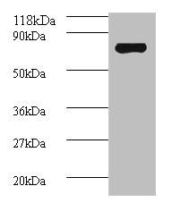Avpr1a Antibody