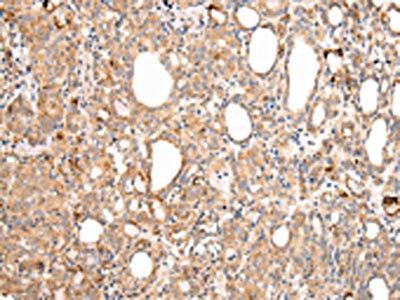 AXIN1 Antibody