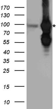 B Raf Antibody