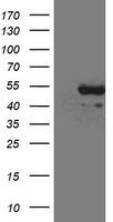 B Raf Antibody