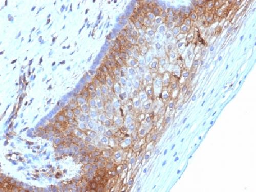 B2M Antibody