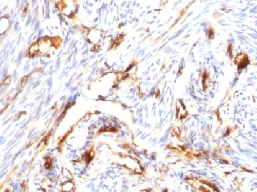 B2M Antibody