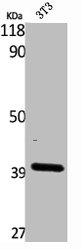 B3GALT4 Antibody