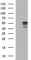 B3GNT2 Antibody