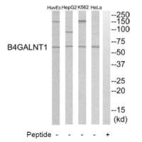 B4GALNT1 Antibody