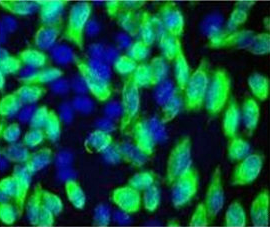 Flag Tag Antibody