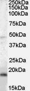 BAALC Antibody