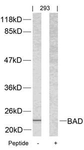 Bad Antibody