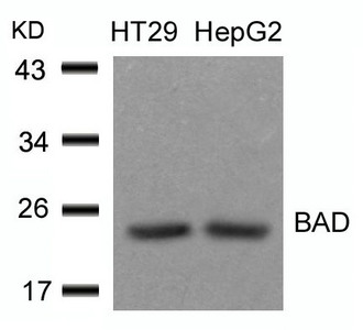 Bad Antibody