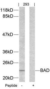 Bad Antibody