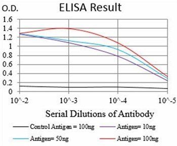 BAD Antibody