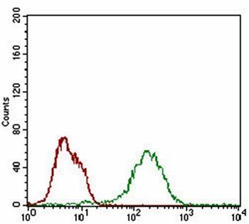 BAD Antibody