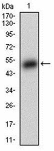 BAD Antibody