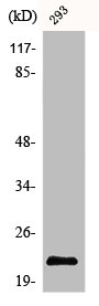 BAD Antibody