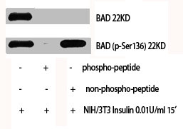 BAD Antibody
