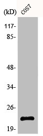 BAD Antibody