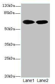 Bag3 Antibody