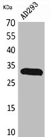 BAG1 Antibody