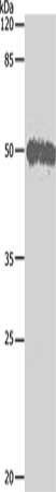 BAG5 Antibody