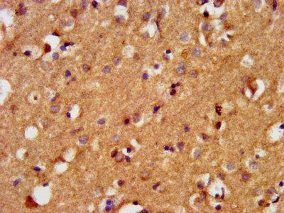 BAIAP3 Antibody