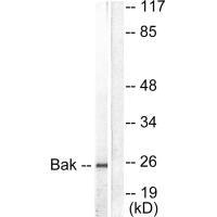 BAK1 Antibody
