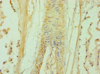 BAMBI Antibody