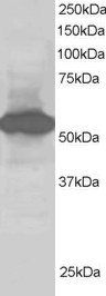 Goat anti-BAP / SIL1 Antibody