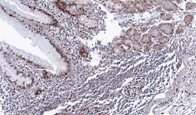 BAT1 antibody [N1C3]