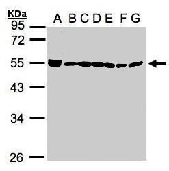 BAT1 antibody [N1C3]