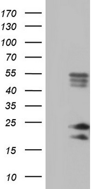 BAX Antibody