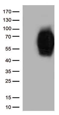 BAX Antibody