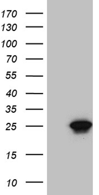BAX Antibody