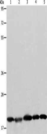BAX Antibody